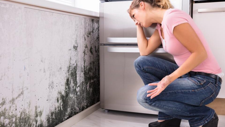 Mold in your House - We Buy Evansville Houses - Evansville Real Estate Investor